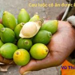 Cau luộc có ăn được không? Luộc bao lâu thì chín?