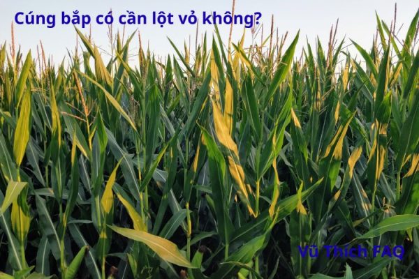 Cúng bắp có lột vỏ không? cúng mấy trái tốt nhất?