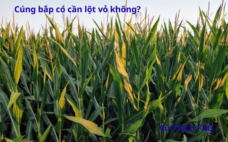 Cúng bắp có lột vỏ không? cúng mấy trái tốt nhất?