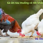 Gà ăn rau muống có tốt không? có nhanh lên kg không?
