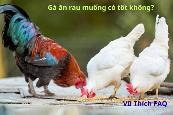 Gà ăn rau muống có tốt không? có nhanh lên kg không?