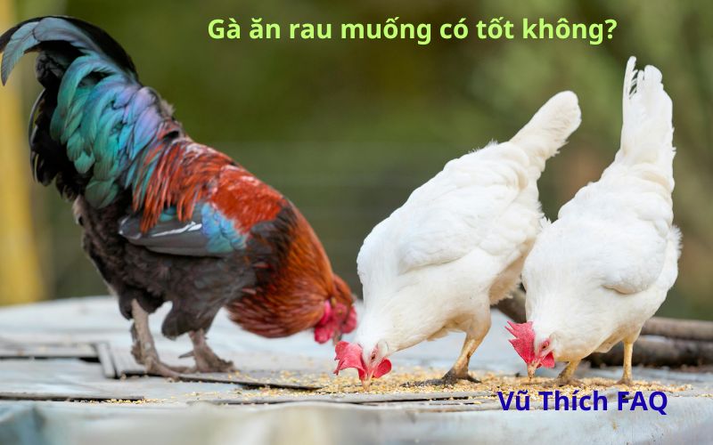 Gà ăn rau muống có tốt không? có nhanh lên kg không?