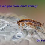 Gạo bị gián vào có ăn được không? cách phòng ngừa thế nào?