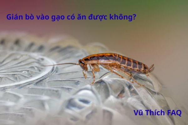 Gạo bị gián vào có ăn được không? cách phòng ngừa thế nào?