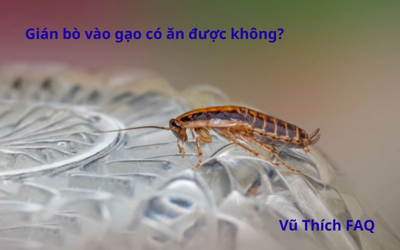 Gạo bị gián vào có ăn được không? cách phòng ngừa thế nào?