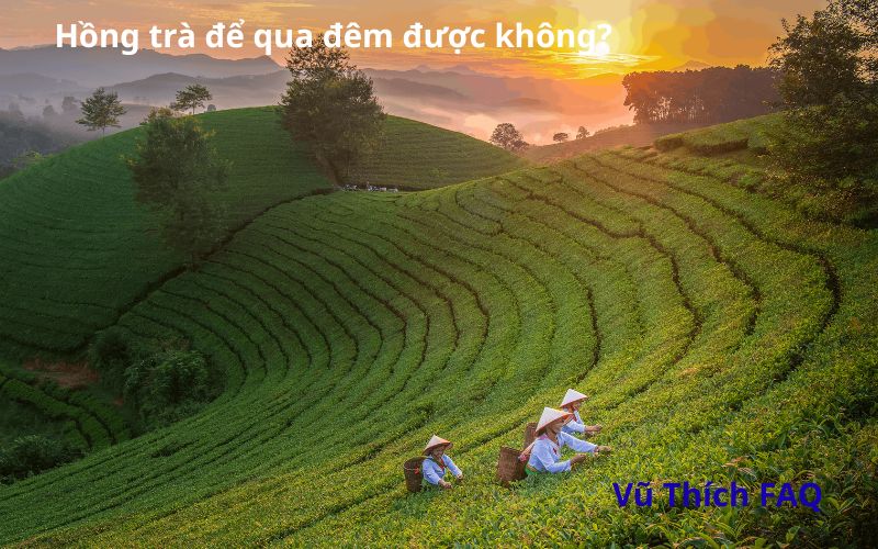 Hồng trà để qua đêm được không? Để bên ngoài được bao lâu?