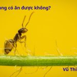 Kiến vàng có ăn được không? làm món gì ngon?