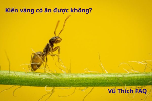 Kiến vàng có ăn được không? làm món gì ngon?
