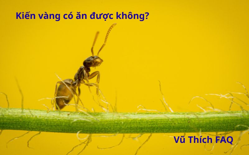 Kiến vàng có ăn được không? làm món gì ngon?