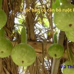 Luộc bầu có cần bỏ ruột không? Luộc bao nhiêu phút thì chín?