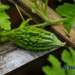 Luộc khổ qua bao nhiêu phút? chấm với gì thì ngon nhất?