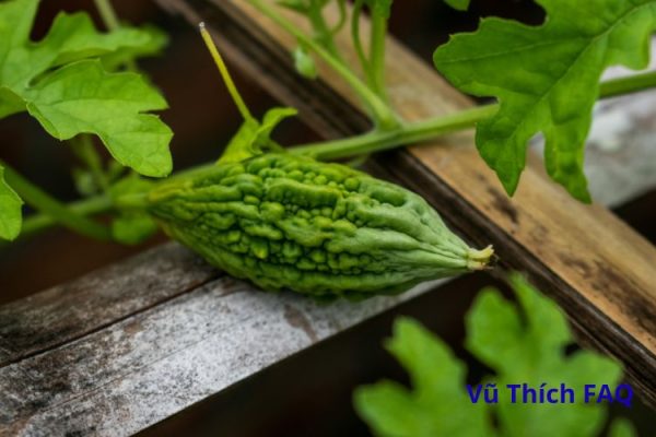 Luộc khổ qua bao nhiêu phút? chấm với gì thì ngon nhất?