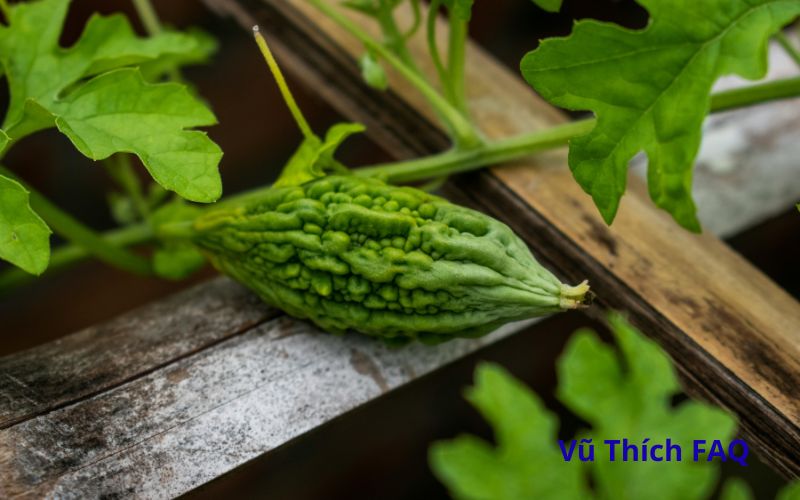 Luộc khổ qua bao nhiêu phút? chấm với gì thì ngon nhất?