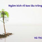 Ngâm thuốc kích rễ bao lâu thì trồng được? ngâm qua đêm được không?