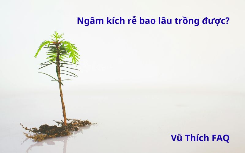 Ngâm thuốc kích rễ bao lâu thì trồng được? ngâm qua đêm được không?