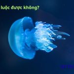 Sứa có luộc được không? Chế biến món nào thì ngon? 