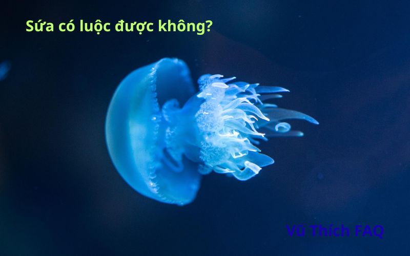 Sứa có luộc được không? Chế biến món nào thì ngon? 
