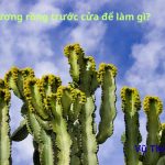 Treo xương rồng trước cửa nhà để làm gì? Cách treo thế nào?