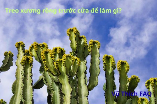 Treo xương rồng trước cửa nhà để làm gì? Cách treo thế nào?