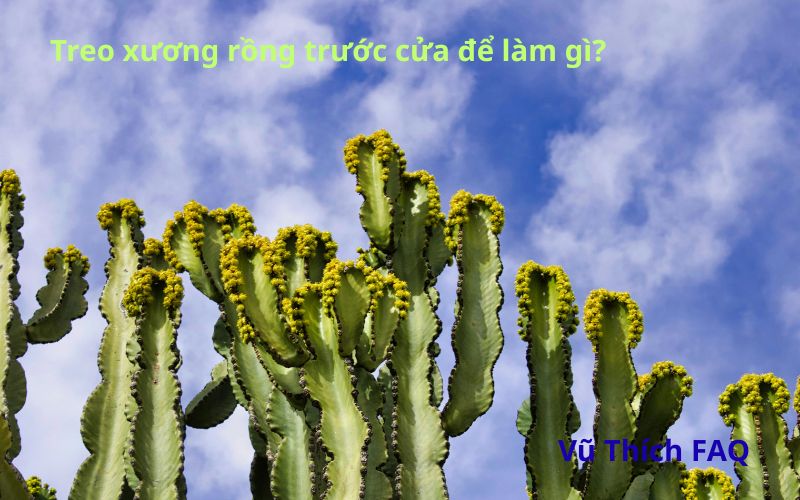 Treo xương rồng trước cửa nhà để làm gì? Cách treo thế nào?