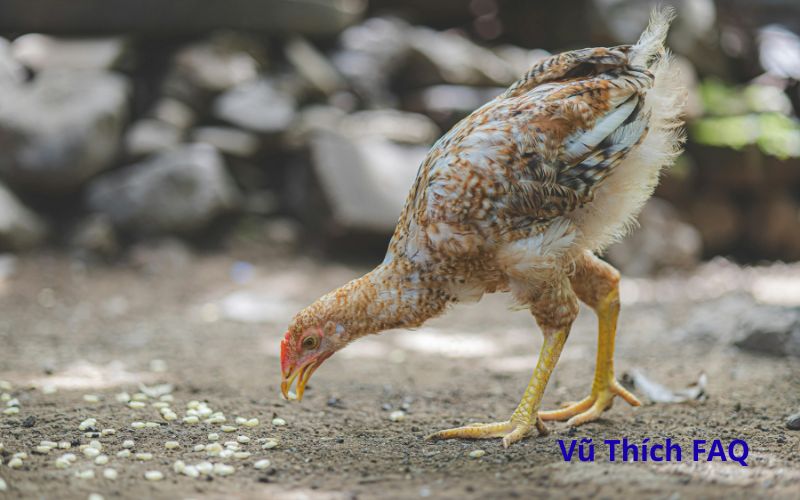 Gà ăn rau muống có tốt không? có nhanh lên kg không?