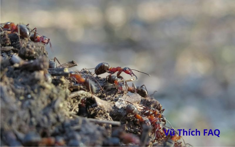 Kiến vàng có ăn được không? làm món gì ngon?