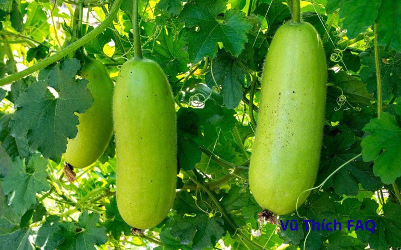 Luộc bầu c&oacute; cần bỏ ruột kh&ocirc;ng? Luộc bao nhi&ecirc;u ph&uacute;t th&igrave; ch&iacute;n?