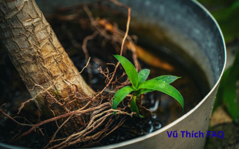 Ng&acirc;m thuốc k&iacute;ch rễ bao l&acirc;u th&igrave; trồng được? ng&acirc;m qua đ&ecirc;m được kh&ocirc;ng?