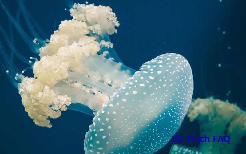 Sứa c&oacute; luộc được kh&ocirc;ng? Chế biến m&oacute;n n&agrave;o th&igrave; ngon?&nbsp;