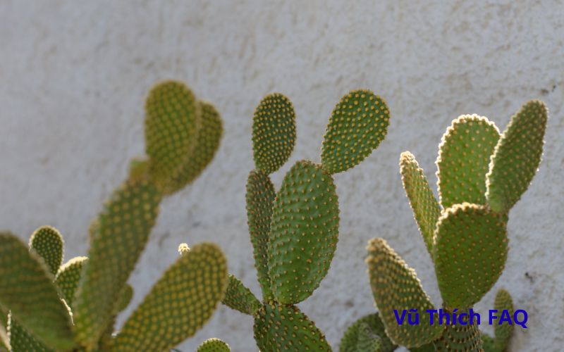 Treo xương rồng trước cửa nhà để làm gì? Cách treo thế nào?