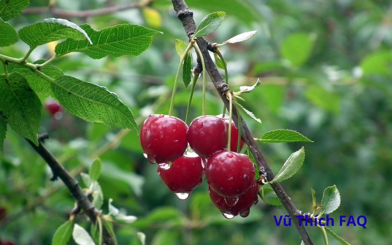 Ăn cherry bị đắng c&oacute; sao kh&ocirc;ng? n&ecirc;n ăn loại n&agrave;o th&igrave; ngon?