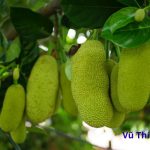 Cách bổ mít không dính nhựa vào dao cực đơn giản
