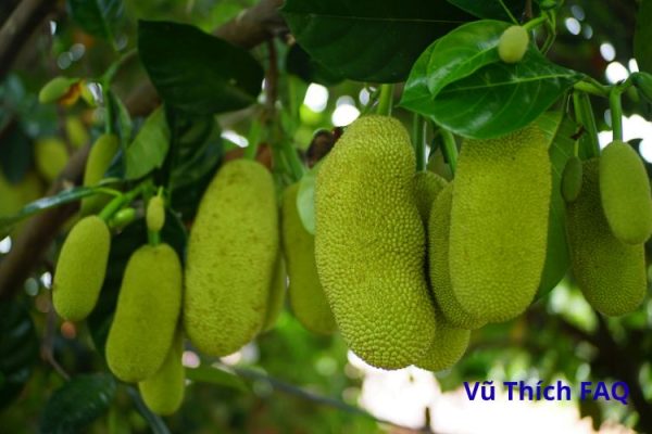Cách bổ mít không dính nhựa vào dao cực đơn giản