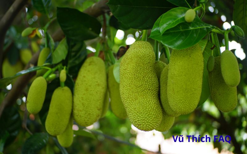 Cách bổ mít không dính nhựa vào dao cực đơn giản