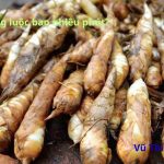 Củ dong luộc bao nhiêu phút thì chín? Chấm với gì thì ngon?