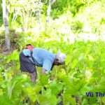 Dọc mùng nấu bao lâu thì chín? nấu những món gì ngon?