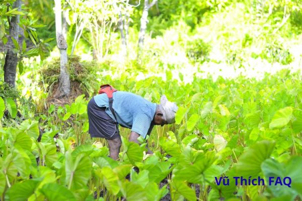 Dọc mùng nấu bao lâu thì chín? nấu những món gì ngon?