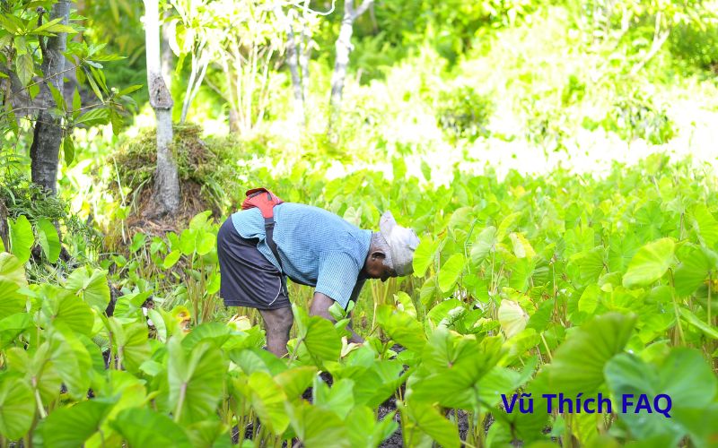 Dọc mùng nấu bao lâu thì chín? nấu những món gì ngon?