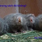 Dúi có trong sách đỏ không? Làm món gì ngon nhất?