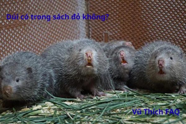 Dúi có trong sách đỏ không? Làm món gì ngon nhất?