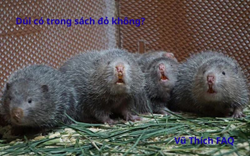 Dúi có trong sách đỏ không? Làm món gì ngon nhất?