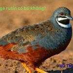 Trứng gà Rutin có bổ không? Làm món gì ngon?