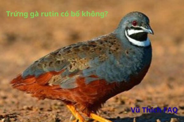 Trứng gà Rutin có bổ không? Làm món gì ngon?