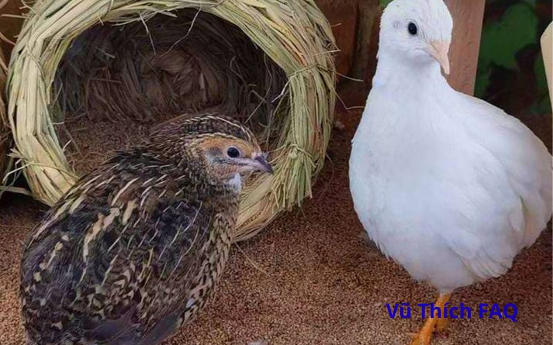 Trứng gà Rutin có bổ không? Làm món gì ngon?