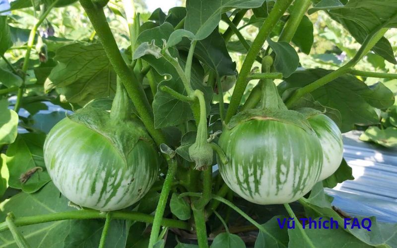 C&agrave; b&aacute;t xanh nấu m&oacute;n g&igrave; ngon? c&oacute; cần gọt vỏ kh&ocirc;ng?