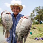 Câu cá rô phi bằng mồi gì nhạy hiệu quả nhất?