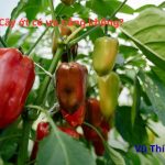 Cây ớt có ưa nắng không? Trồng ở nơi nào hợp nhất?