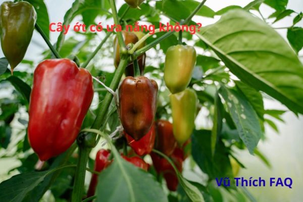 Cây ớt có ưa nắng không? Trồng ở nơi nào hợp nhất?