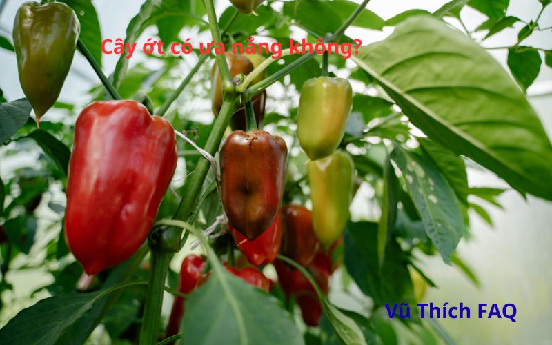 Cây ớt có ưa nắng không? Trồng ở nơi nào hợp nhất?