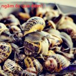 Có nên ngâm ốc qua đêm không? Ngâm với muối hay ớt?